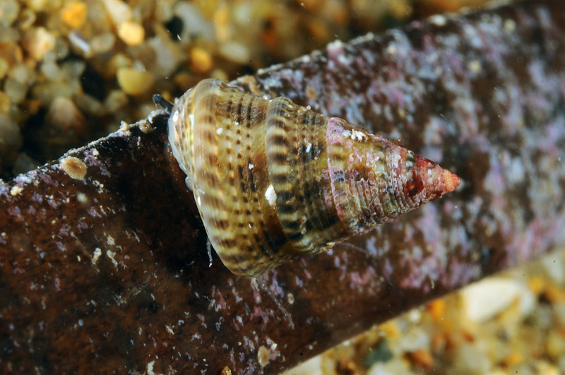 Calliostoma  2 = Jujubinus exasperatus